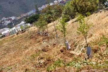 Plantación de 4.400 almendreros, nogales, higueras y olivos en Valsequillo (Foto TA)